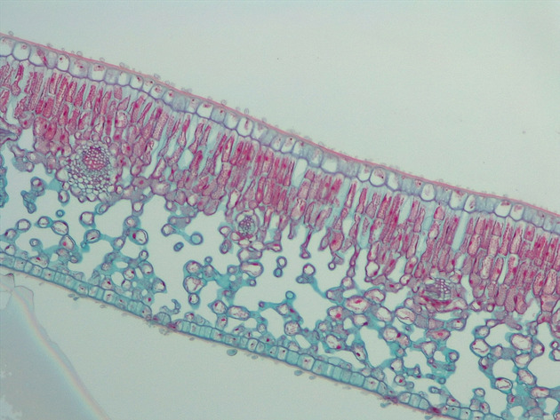 Dicot Leaf CS Slides - Dicot Leaf CS 02 100X